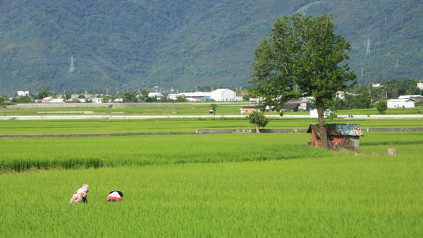 池上深耘